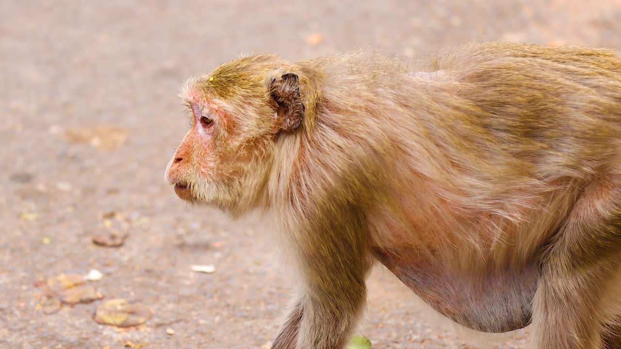 A detailed view of a monkey strolling along a paved surface, showcasing its fur and movement.