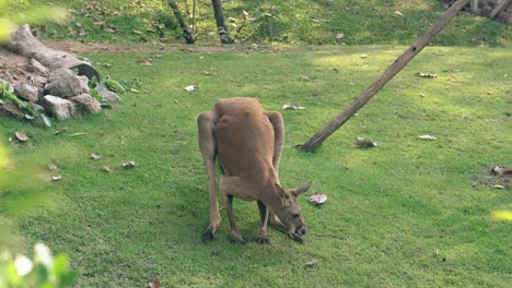 funny brown kangaroo explores green grass in tropical zoo