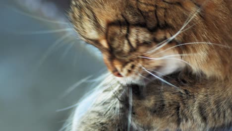 Süße-Sibirische-Katze-Leckt-Sich-Die-Pfote,-Um-Sich-Zu-Reinigen