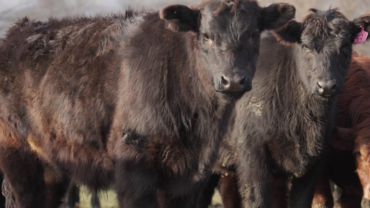 vacas marrones curiosas mirando a la cámara de pie mostrando etiquetas de identidad de número