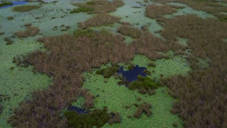 the surface of the water is covered by plants and mosses such as water hyacinth