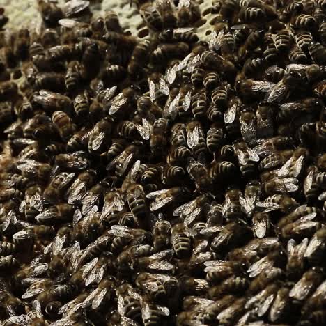 close up of bees in a swarm a hive. close up of honey bees in a swarm a hive in sunny day