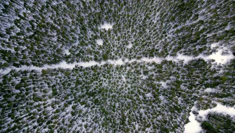 vista aérea de un bosque cubierto de nieve con árboles altos y verdes y un río sinuoso que fluye a través de él, capturado en un claro día de invierno