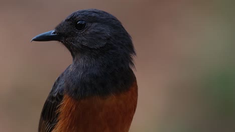 retrato de esta ave mientras la cámara hace zoom hacia afuera deslizándose mientras mira hacia la izquierda, shama copsychus malabaricus, tailandia