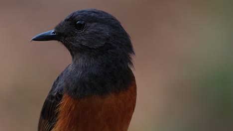 portrait of this bird as the camera zooms out sliding while facing to the left, white-rumped shama copsychus malabaricus, thailand