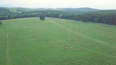 high altitude to low level point of view of sheeps in romanian europe