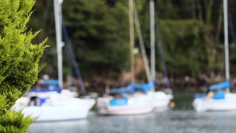 sailboats docked near lush greenery in fife