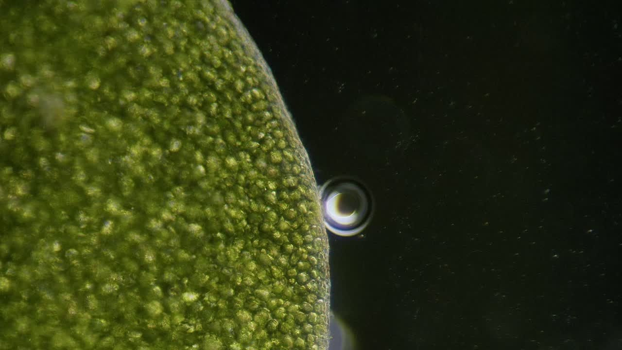 Common duckweed producing oxygen bubbles close up under microscope dark filed view