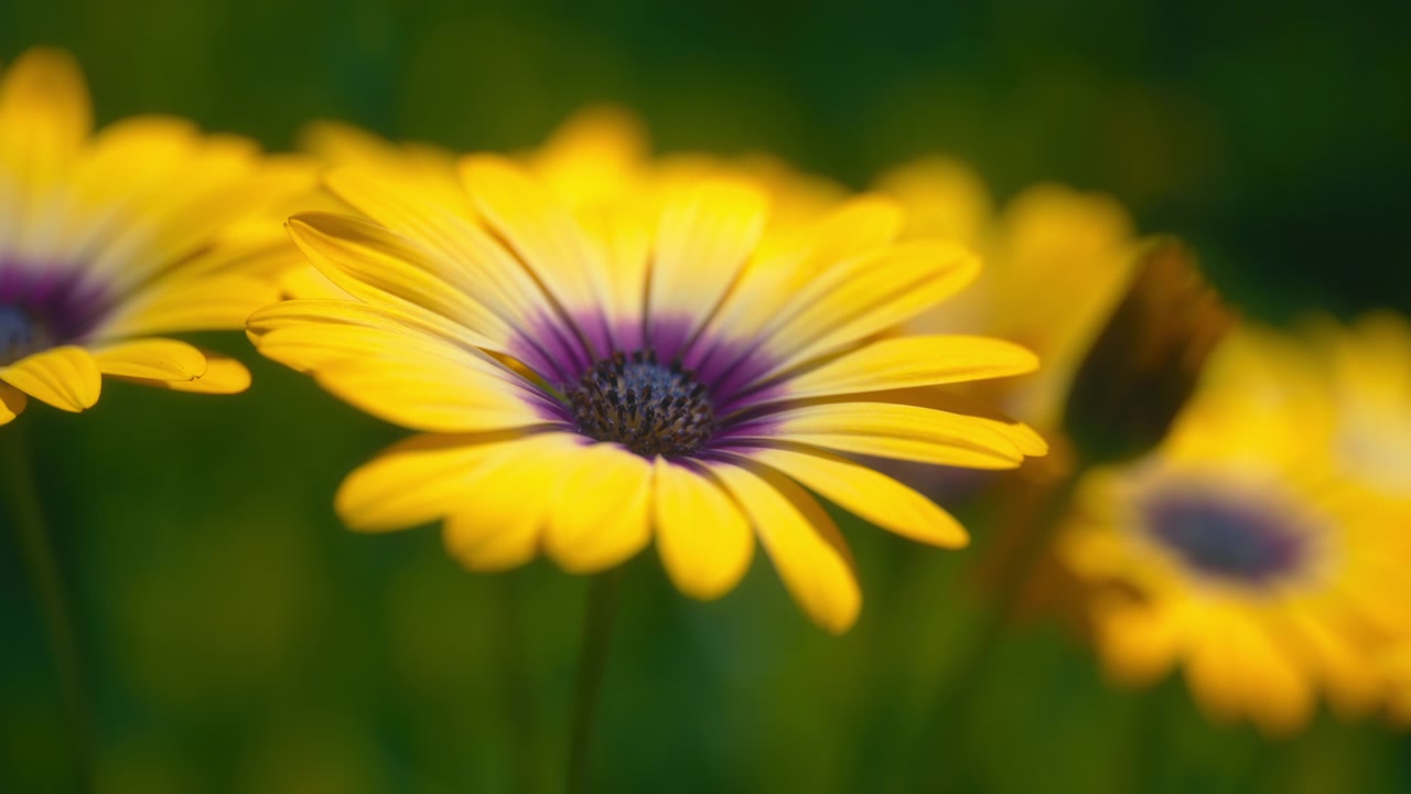 Yellow daisy flowers with purple centers blooming in a spring garden