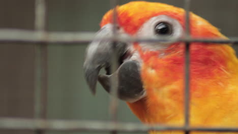 Sun-Parakeet-behind-a-wire-cage-looking-around-then,-flying-off