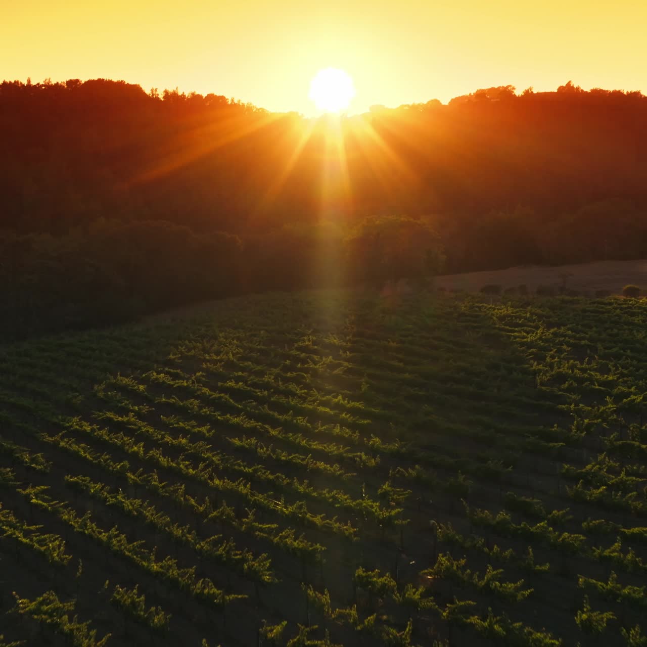 Rays of warm setting sun falling on the green rows of vine. Young vine growing on the agricultural field limited by trees. Yellow skies at backdrop