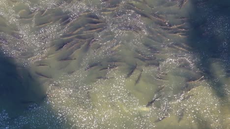 a large group of salmon swimming upstream during their annual migration, aerial view