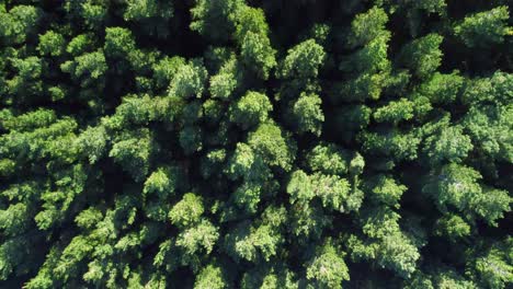 birdseye view ascending above a radiata pine forest