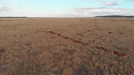 Happy-cattle-is-running-in-a-line-trough-the-paddock-shot-with-a-drone