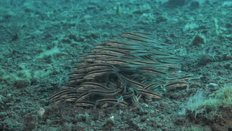 scuba divers underwater view of schooling striped catfish displaying survival characteristics