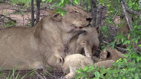 Leona-Con-Cachorros-Pequeños,-Interacción-Afectuosa,-Gran-Kruger