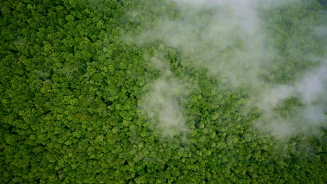 smoky mountain silence enhanced by fog in this drone shot