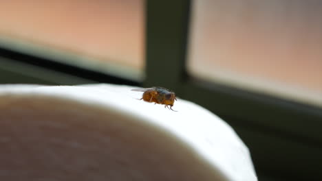 Primer-Plano-De-Una-Mosca-Común-Australiana-Sentada-En-Un-Rollo-De-Papel-Higiénico-En-Un-Baño