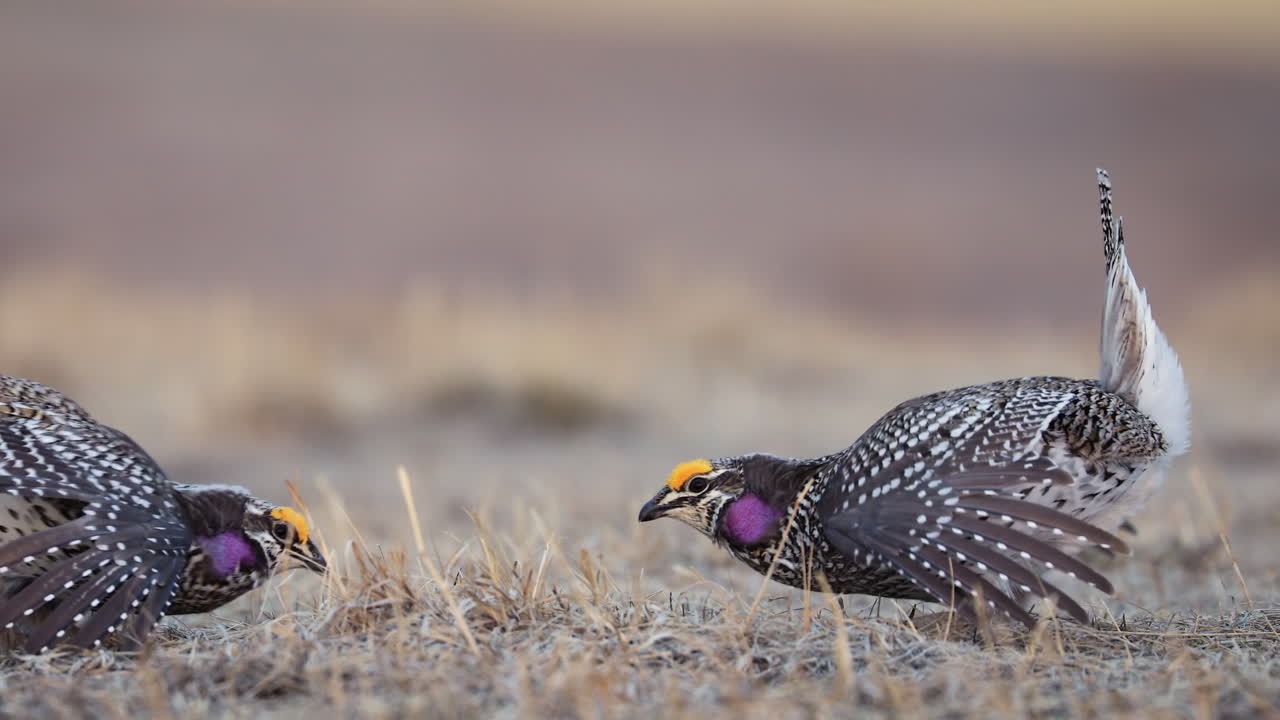 날카로운 꼬리 뇌조 남성의 근접 촬영은 의식 짝짓기 춤, 레크를 수행