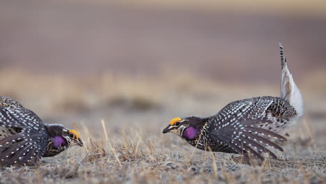 closeup of sharp tailed grouse male perform ritual mating dance, lek