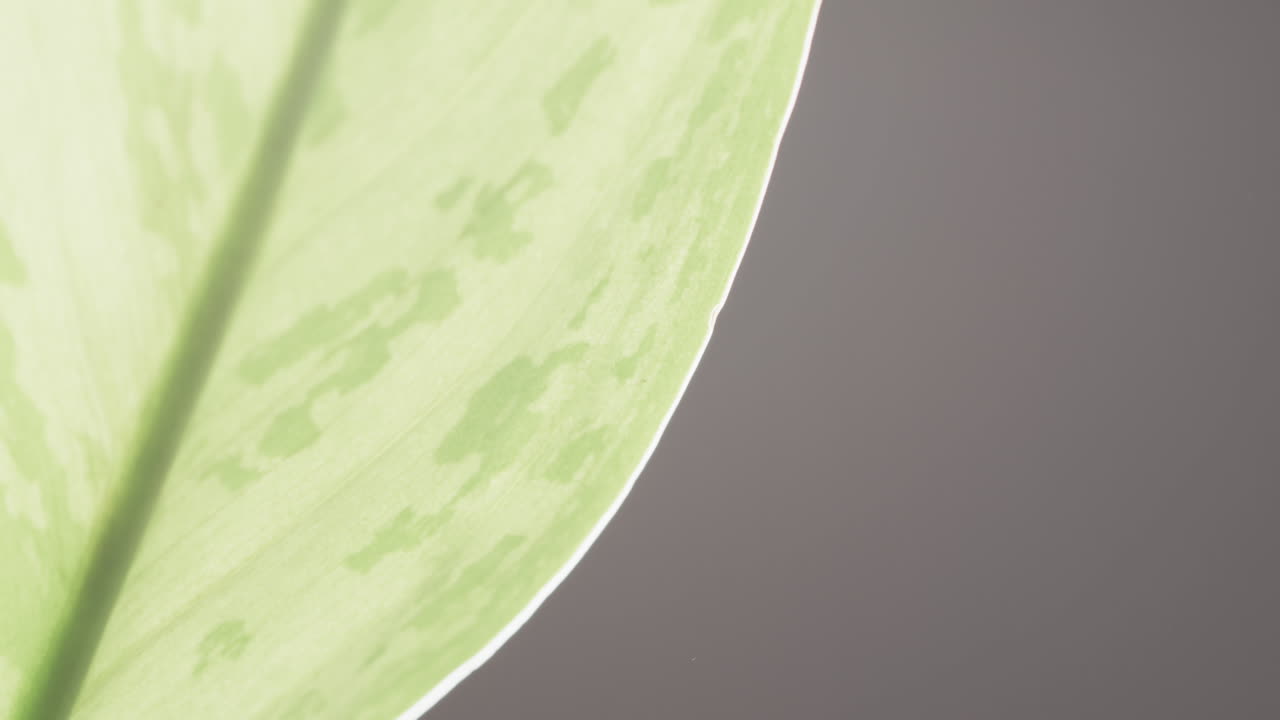 micro vídeo de primer plano de una hoja verde con espacio de copia en un fondo gris