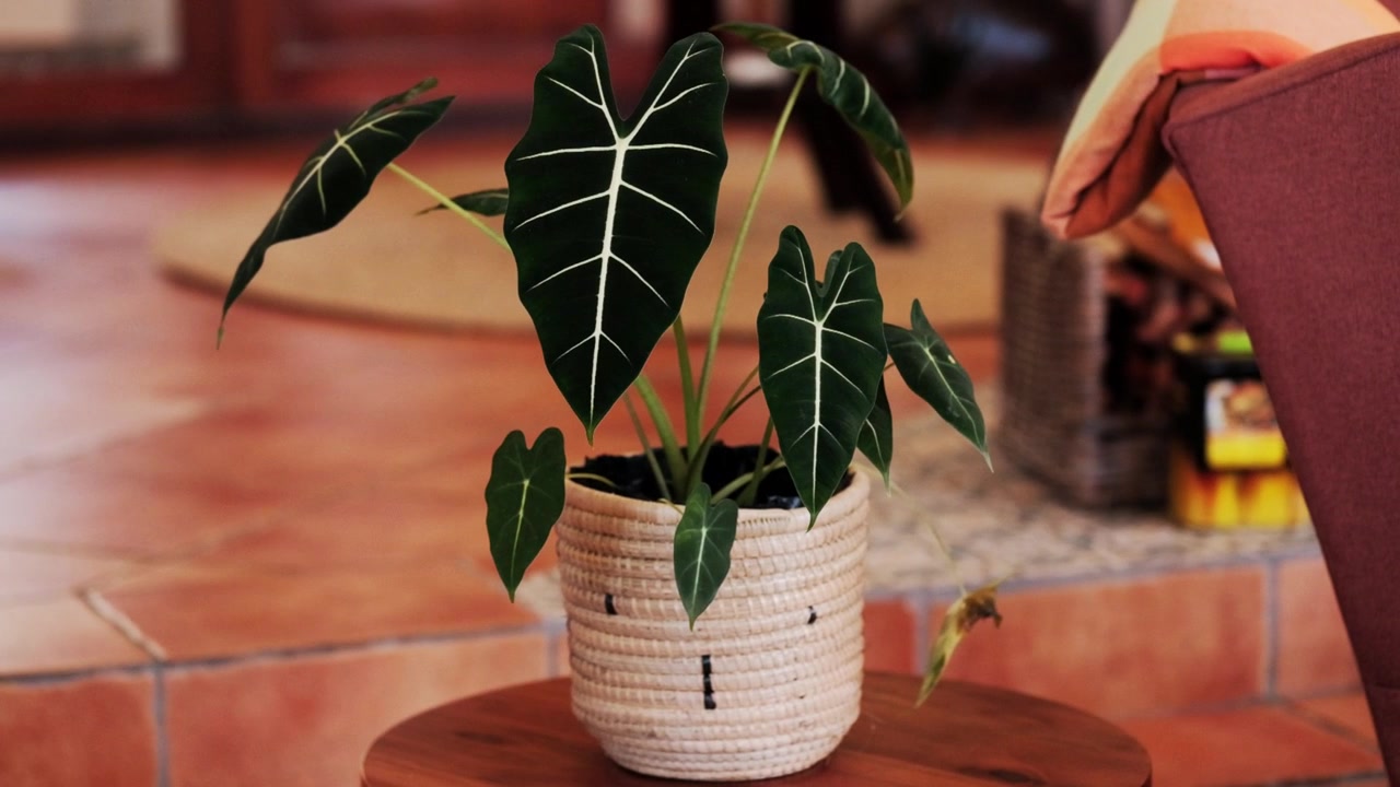 Una pianta decorativa da interno con grandi foglie in un cesto su un tavolo.