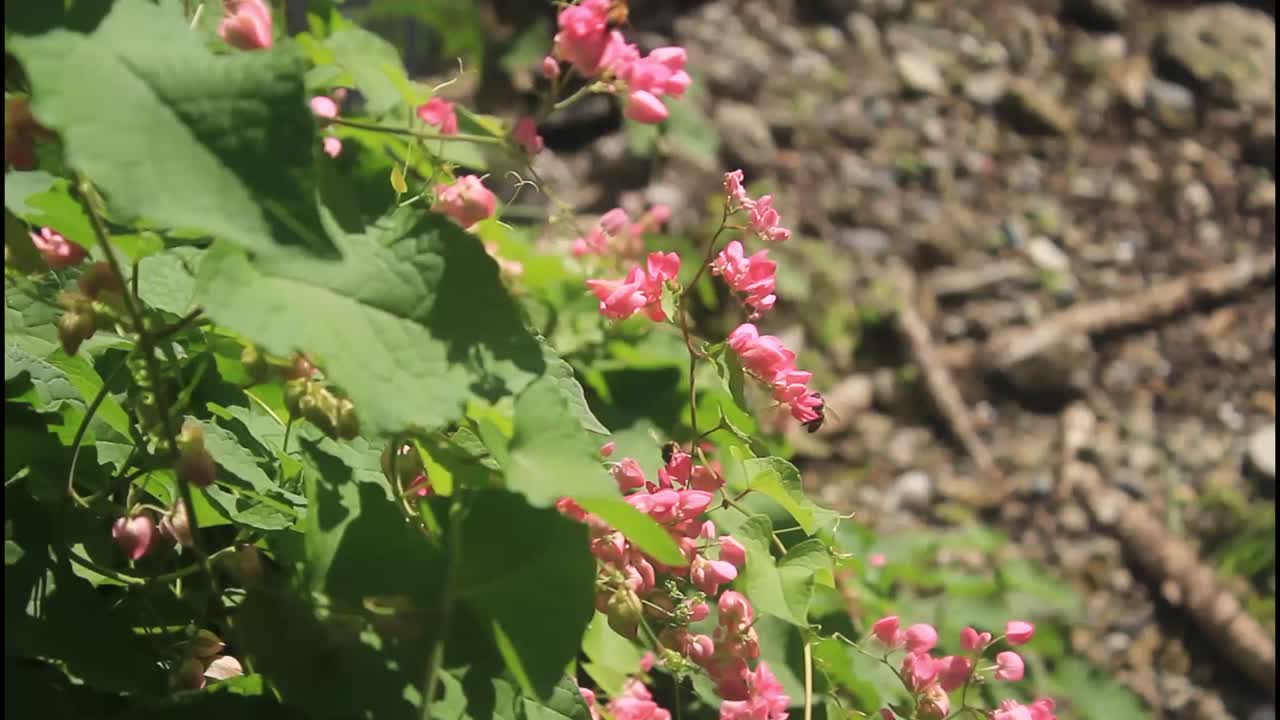 flores rosadas y un follaje verde exuberante