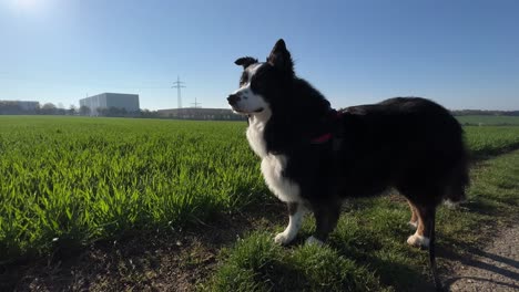 medium wide shot of a dog panting and looking around on a sunny spring morning