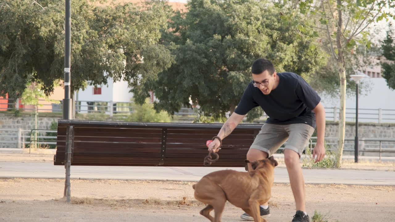 Dog jumping off a park bench at sunset, 4k 10 bits