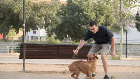dog jumping off a park bench at sunset, 4k 10 bits