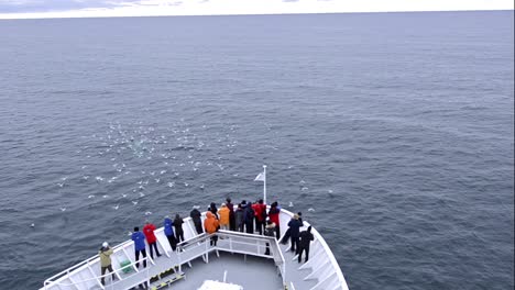 tourists watching humpback whale lunge feeding over the continental shelf off of spitzbergen in svalbard norway