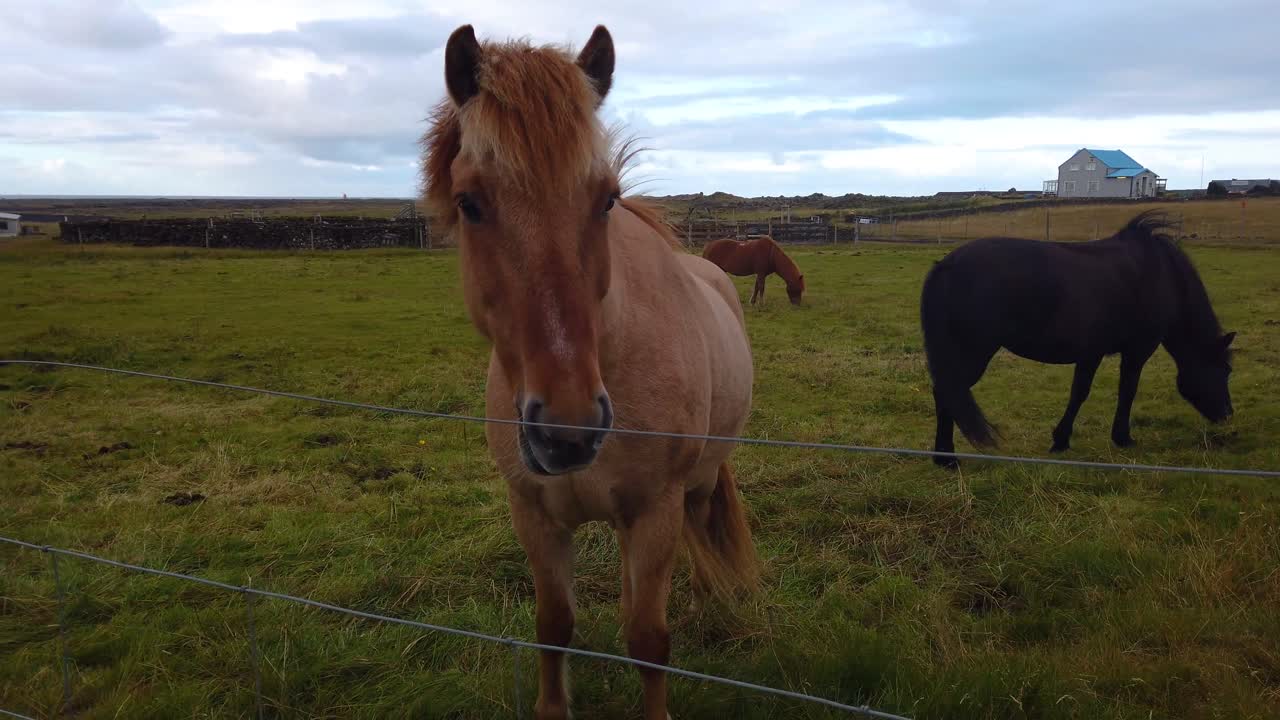 toma envolvente alrededor de un caballo marrón que muestra otros caballos pastando detrás de él en el recinto cableado en el campo en islandia