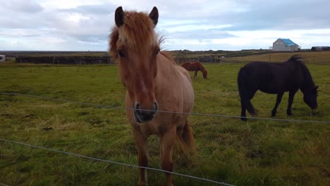 Surround-shot-around-a-brown-horse-showing-other-horses-grazing-behind-it-in-the-wired-enclosure-in-the-countryside-in-Iceland