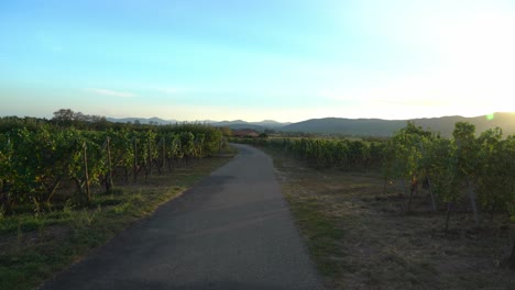 road leading to vineyards in bergheim outskirts during sunny evening