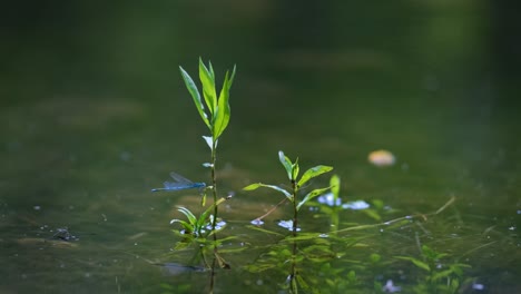 Pequeña-Libélula-Sobre-Una-Planta-Acuática-En-Un-Lago-O-Río-Natural-Con-Efecto-Bokeh