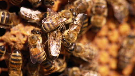 busy hardworking bees moving quickly over the frame. macro shot of honey insects sealing the cells. close up.