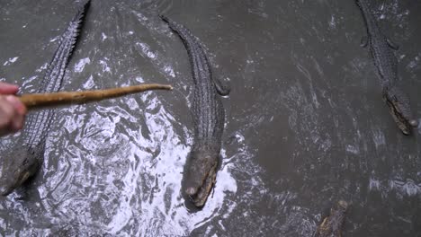 cocodrilos alimentados en aguas pantanosas en la isla de los monos en un bosque de manglares cerca de la ciudad de ho chi minh