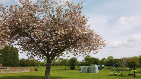 Parque-De-Juegos-Para-Niños-Ubicado-Dentro-De-Un-Patio-De-Recreo-General-Con-Equipo-De-Ejercicio-Y-áreas-Verdes-Con-Un-Gran-árbol-En-Flor-De-Primavera