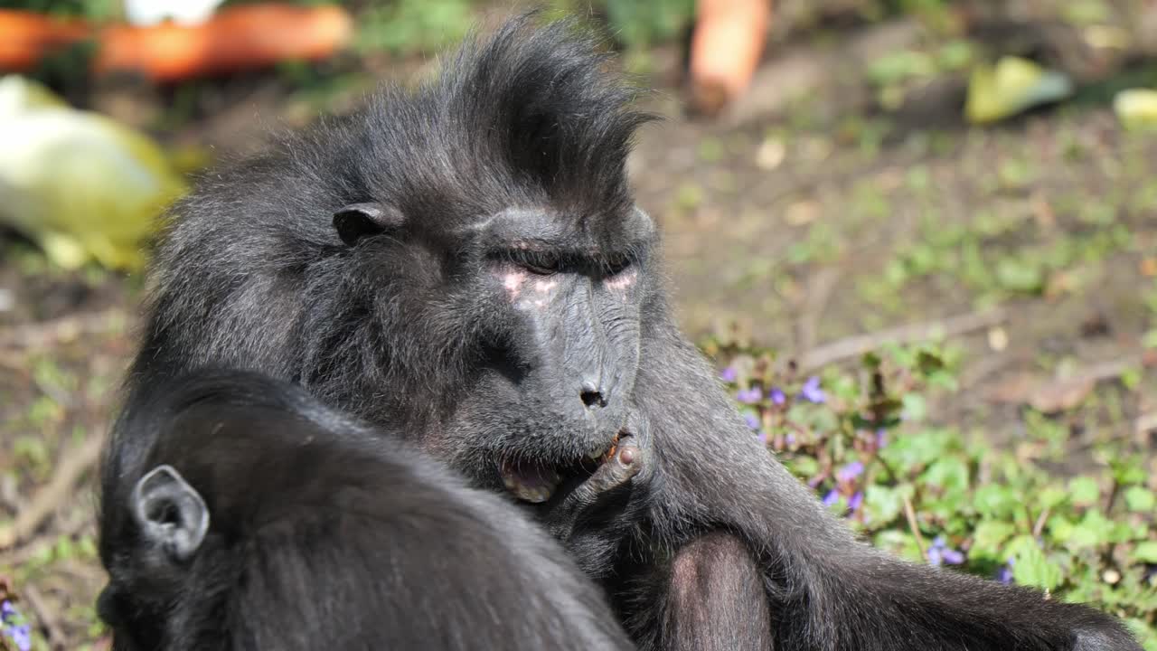 mono macaco de cresta famoso comiendo fruta en el zoológico