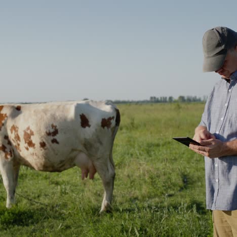 Farmers-uses-a-tablet-in-pasture-where-a-cow-grazes-3