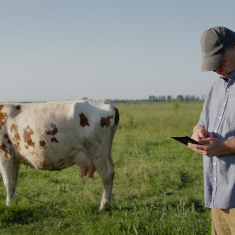 farmers uses a tablet in pasture where a cow grazes 3