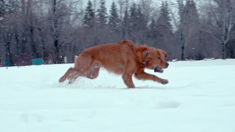 golden retriever running hard through deep snowy park