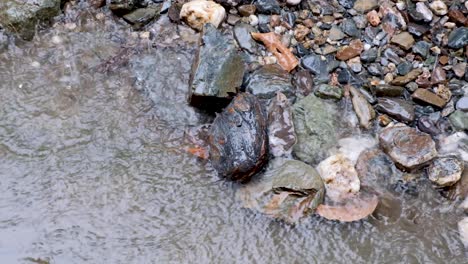 heavy rain falling onto wet, slippery rocks, stones and pebbles at waters edge, ripples on water surface, in beautiful rural countryside