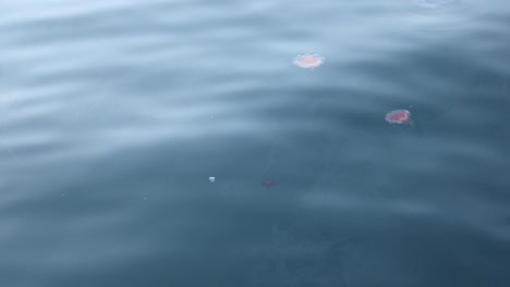 jellyfish in the ocean