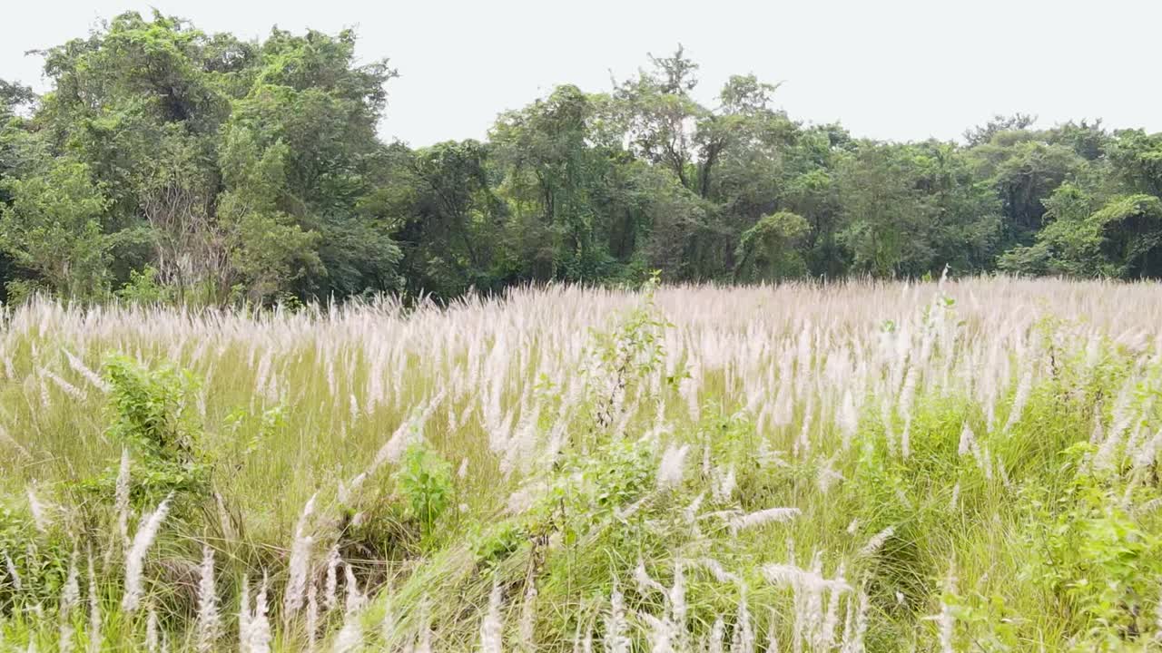 Saccharum Spontaneum Flowers Or Kashful Wild Grass Plants In Bangladesh - Drone Shot