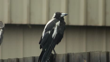 Wet-Australian-Magpie-Perched-On-Fence-Looking-Around-Raining-Australia-Gippsland-Victoria-Maffra-Close-Up