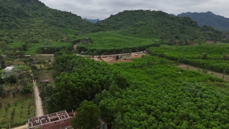 Aerial-Drone-Shot-of-Trees-in-a-village-in-Vietnam