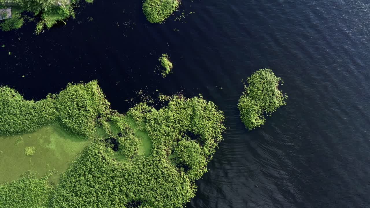 Top-down bird's eye view shot of beautiful natural green marshes on the coast of the man-made Guarapiranga Reservoir in the south of São Paulo, Brazil home to wildlife such as fish and birds