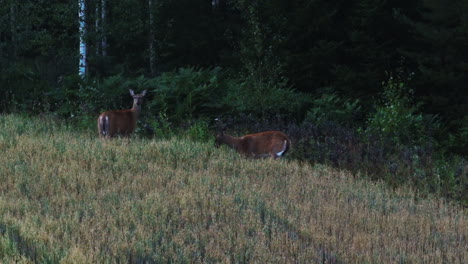 Telephoto-drone-shot-of-white-tailed-deers-eating-on-fields-of-Scandinavia