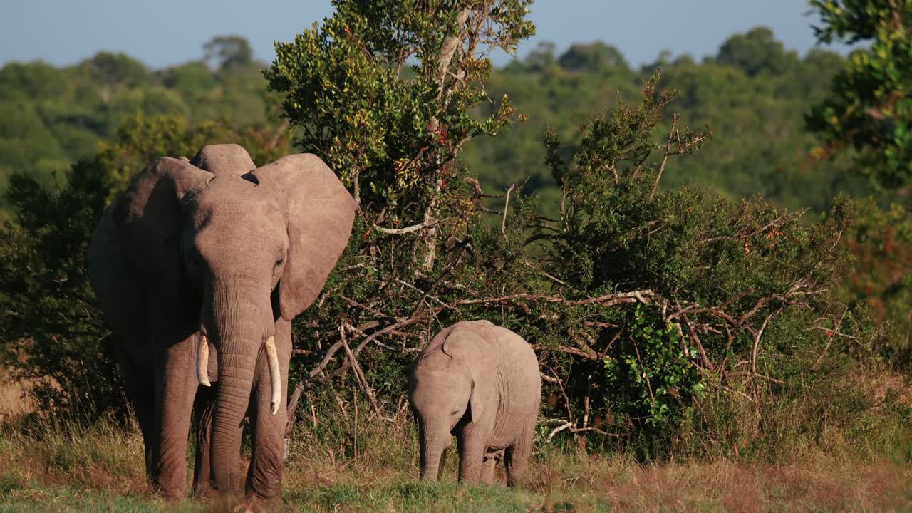 African Elephant Mother And Calf Eating Grass At Ol Pejeta Conservancy In Kenya